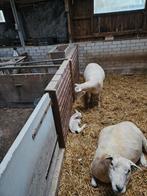 Te huur gevraagd grasland, Dieren en Toebehoren
