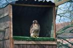 Roodstaartbuizerd, Dieren en Toebehoren, Vogels | Overige Vogels, Tropenvogel, Geringd