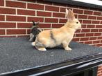 Super lieve dwerg konijntjes., Dieren en Toebehoren, Meerdere dieren, Dwerg
