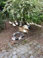Jonge eenden, Dieren en Toebehoren, Pluimvee, Meerdere dieren, Eend