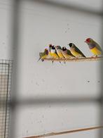 Gouldamadines, Dieren en Toebehoren, Vogels | Overige Vogels, Meerdere dieren, Tropenvogel