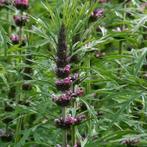 Leonurus sibiricus pink plantjes te koop, Ophalen, Zomer, Overige soorten, Volle zon