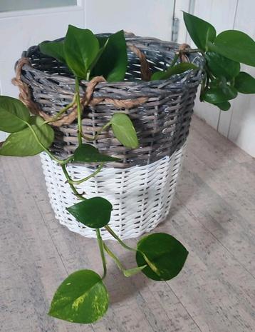 Plantenmand wit grijs riet, touw handvatten 30 cm excl plant beschikbaar voor biedingen