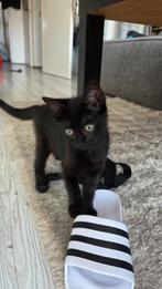 Lieve kittens zoeken nog een lief baasje <3, Meerdere dieren, Kortharig, 0 tot 2 jaar