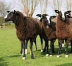Drachtige ooien gezocht, Dieren en Toebehoren, Schapen, Geiten en Varkens, Vrouwelijk, Schaap, 0 tot 2 jaar