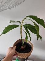 avocado, Ophalen, Halfschaduw, Minder dan 100 cm