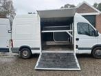 Horsetruck, Auto's, Voorwielaandrijving, 4 cilinders, Renault, Wit