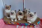 Ragdoll kittens, Kater, Ontwormd, 0 tot 2 jaar