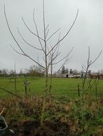 Walnotenbomen/boompjes, Overige soorten, Lente, 400 cm of meer, Ophalen