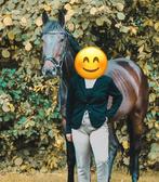 Te koop lieve ruin, Dieren en Toebehoren, Paarden, Ruin, Zadelmak, Gechipt, Recreatiepaard