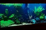 Prachtig Juwel aquarium  240 liter, Dieren en Toebehoren, Vissen | Aquaria en Toebehoren, Ophalen of Verzenden, Zo goed als nieuw