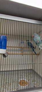 halsbandparkieten, Meerdere dieren, Parkiet, Geringd