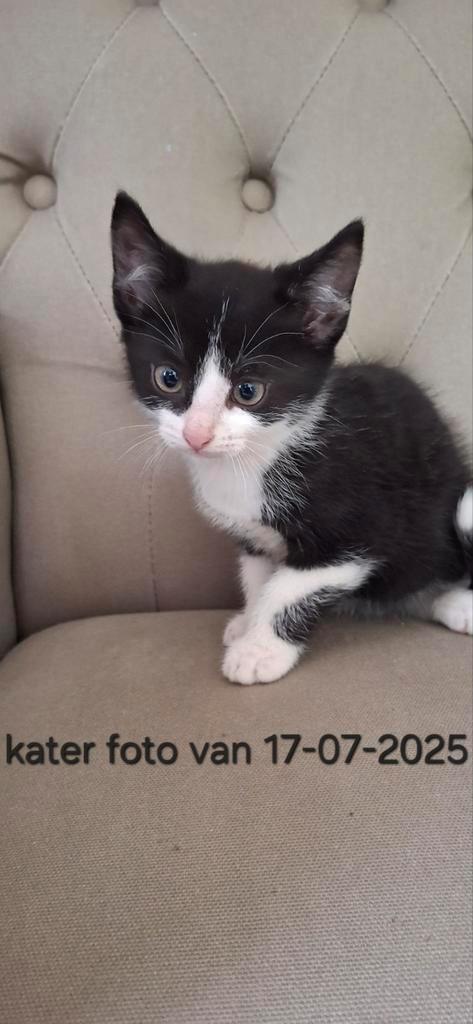 Jonge poezen kittens mogen bij hun moeder weg, Dieren en Toebehoren, Katten en Kittens | Overige Katten
