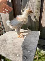 1 Brahma haan porselein, Dieren en Toebehoren, Pluimvee, Mannelijk, Kip