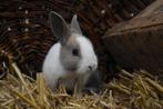 Hollander konijnen | Meerdere kleurslagen | Deskundig advies, Dieren en Toebehoren, Konijnen, Meerdere dieren, Middelgroot, Hangoor