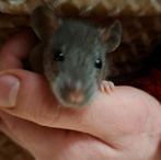 ❤️Tamme ratten 😍  rittens laatste 5 !, Dieren en Toebehoren, Knaagdieren, Rat, Meerdere dieren, Tam, Oktober