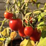 Mascotte / Maskotka -
tomatenzaden uit eigen tuin, Ophalen of Verzenden, Zaad, Volle zon