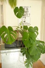 Monstera kamerplant., Huis en Inrichting, Kamerplanten, Ophalen, 100 tot 150 cm, Overige soorten, Halfschaduw