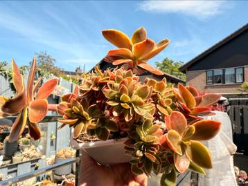Echeveria Primadonna variegata cristata/pot 10cm/vetplant beschikbaar voor biedingen