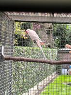 Halsbandparkiet albino gevraagd, Dieren en Toebehoren