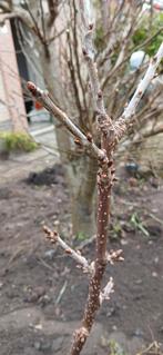 Kersenboom 185cm, Ophalen, 100 tot 250 cm, Lente