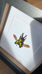 Taxidermie opgezette kever Lamprima Adolphinae in 3D lijst, Verzamelen, Dierenverzamelingen, Ophalen of Verzenden, Nieuw, Insect