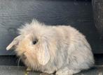 5 lieve konijntjes te koop, Dieren en Toebehoren, Meerdere dieren