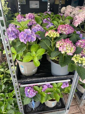 Koopje prachtige hortensia  beschikbaar voor biedingen