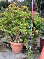 Plant crasula, Tuin en Terras, Ophalen of Verzenden, Volle zon, Overige soorten, Minder dan 100 cm