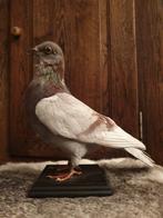 Opgezette duif. Taxidermie, landelijk, decoratie, dieren, Ophalen of Verzenden, Zo goed als nieuw, Vogel, Opgezet dier