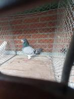 Show racer doffer Amerikaanse import, Dieren en Toebehoren, Vogels | Duiven, Mannelijk, Postduif