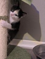 Lieve sociale kittens, Meerdere dieren, Kortharig, 0 tot 2 jaar