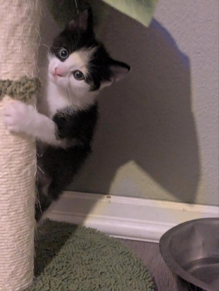 Lieve sociale kittens, Dieren en Toebehoren, Katten en Kittens | Overige Katten, Kortharig, Meerdere dieren, 0 tot 2 jaar