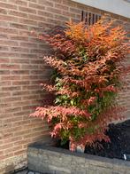 Japanse esdoorn(acer) lijkt op buxus. Heel het jaar mooi, Ophalen of Verzenden, Volle zon, Overige soorten, 100 tot 250 cm