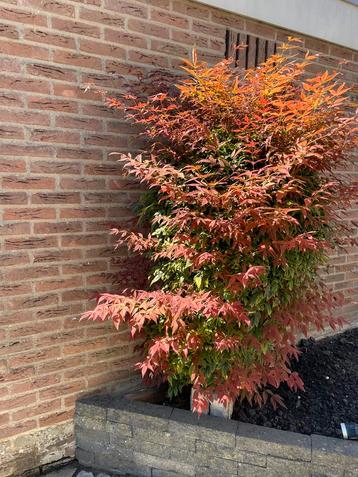 Japanse esdoorn(acer) lijkt op buxus. Heel het jaar mooi beschikbaar voor biedingen