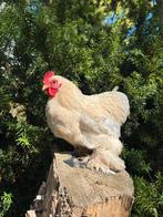 Cochin haan (18 wkn), Dieren en Toebehoren, Pluimvee, Mannelijk, Kip