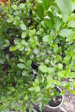 Liguster - jonge planten - stekken, Tuin en Terras, Planten | Tuinplanten, Volle zon, Vaste plant, Bloeit niet, Ophalen