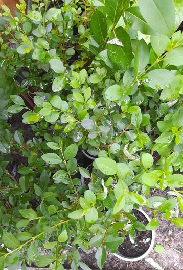 Liguster - jonge planten - stekken beschikbaar voor biedingen