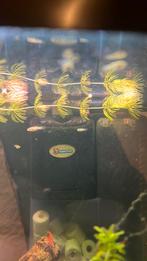 Endler guppen, Dieren en Toebehoren, Vis, Zoetwatervis