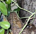 Volwassen mannelijke racodactylus leachianus -, Hagedis, 3 tot 6 jaar