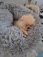 Pomeriaan pups teefjes, Dieren en Toebehoren, Particulier, Keeshond, 15 weken tot 1 jaar, Buitenland