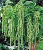 Uit de biologische moestuin: Amaranth, groen, plantjes, Volle zon, Groenteplanten, Eenjarig, Ophalen of Verzenden