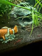 Verschillende kleuren garnalen. Rode/blauwe/grauwe/bonte, Kreeft, Krab of Garnaal, Zoetwatervis