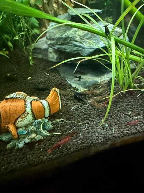 Verschillende kleuren garnalen. Rode/blauwe/grauwe/bonte, Dieren en Toebehoren, Vissen | Aquariumvissen, Zoetwatervis, Kreeft, Krab of Garnaal