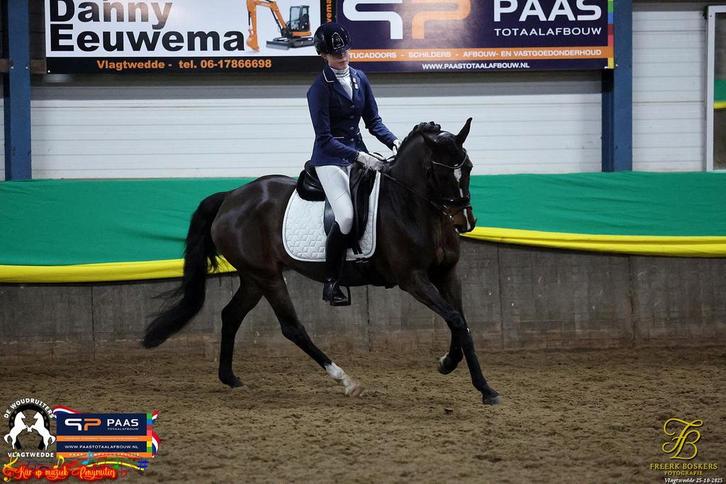 Prachtige new forest Z Merrie, Dieren en Toebehoren, Pony's, Merrie, Z, D pony (1.37m tot 1.48m), Dressuurpony, 11 jaar of ouder