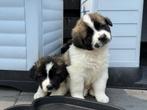 Moskovitsche waakhond pups, Overige rassen, CDV (hondenziekte), 8 tot 15 weken, Meerdere