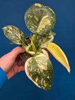 Philodendron Congo Hybrid Variegata p12 (1), Ophalen of Verzenden, Halfschaduw, Minder dan 100 cm