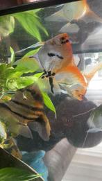 Maanvissen drie stuks