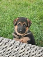 Zeer mooie en raszuivere herdershond puppy's, Dieren en Toebehoren, 8 tot 15 weken, Meerdere, Meerdere dieren, Herder