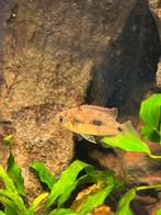 anomalochromis thomasi, Dieren en Toebehoren, Vissen | Aquariumvissen, Vis, Zoetwatervis